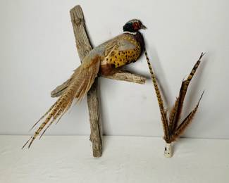 Taxidermy Pheasant
