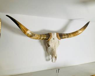 Longhorn Skull