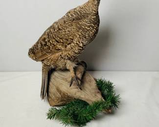 Taxidermy Pheasant on Perch