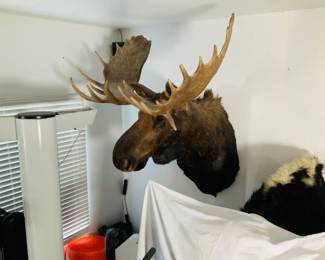 Taxidermy Moose Shoulder Mount