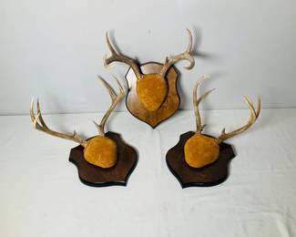 A trio of Mounted Deer Antlers