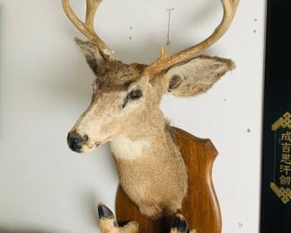 Taxidermy Mule Deer Head Mount and Hooves