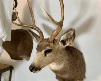 Taxidermy Mule Deer Shoulder Mount