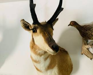Taxidermy Antelope Shoulder Mount