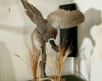 Taxidermy "Diving" Pheasant on Wheat