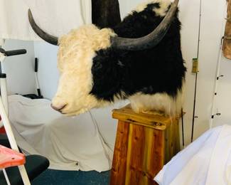 Taxidermy Yak Shoulder Mount