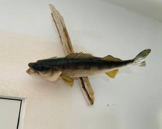 Taxidermy Walleye Mount