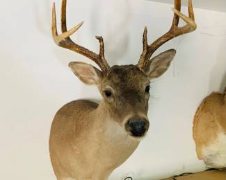 Taxidermy White Tailed Deer Shoulder Mount