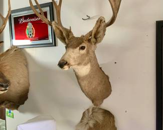 Taxidermy Deer Head and Rump Mounts