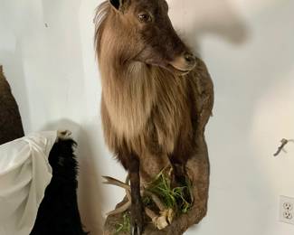 Taxidermy Himalayan Tahr Half Mount