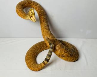 Taxidermy Rattlesnake