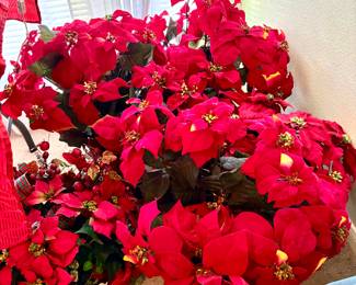 Lots of poinsettias 