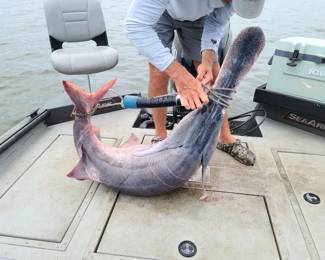 101 lb Paddlefish from Keystone Lake in Oklahoma 
