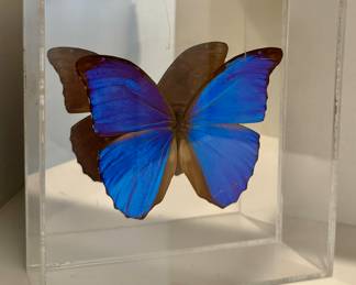 Blue Morpho Butterfly Shadowbox