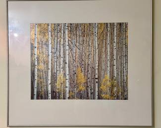 "Birch Trees" Signed Photograph