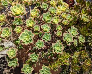 You’re sucCUTElent..and for sale,!!