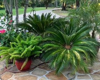 Lots of Live Plants in Pots - also have many smaller plants such as succulents and house plants that need a new home