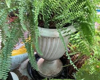 Have 2 large urns with Boston Ferns