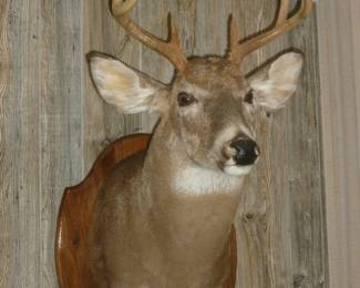 Deer mount