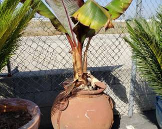 Lot # : 500 - Live plant in terracotta planter w/ attached
