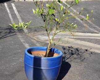 Lot # : 215 - Live tree in glazed terracotta pot
