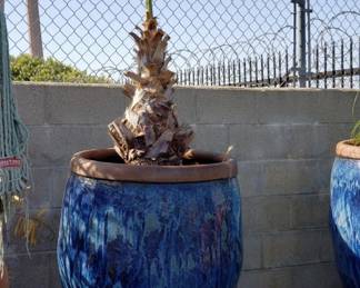 Lot # : 212 - Palm tree in large glazed terracotta pot
