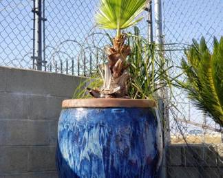 Lot # : 211 - Palm tree in glazed terracotta pot, large

