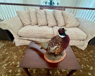 TAXIDERMY PHEASANT