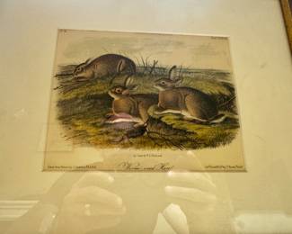 Framed Print of Rabbits