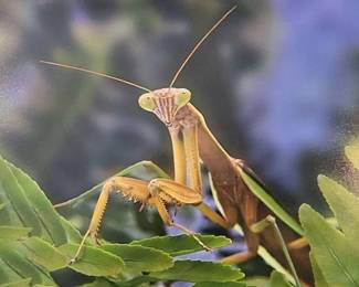 "Behold Mount Vintage" in North Augusta, SC Starts Closing Wed 7/3 at 8p. Pickup Fri 7/5 from 3-6p. Please click here to view more photos, descriptions, and current bids:&nbsp;https://ctbids.com/estate-sale/29544