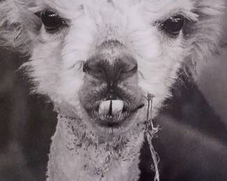 "Behold Mount Vintage" in North Augusta, SC Starts Closing Wed 7/3 at 8p. Pickup Fri 7/5 from 3-6p. Please click here to view more photos, descriptions, and current bids:&nbsp;https://ctbids.com/estate-sale/29544