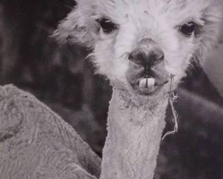 "Behold Mount Vintage" in North Augusta, SC Starts Closing Wed 7/3 at 8p. Pickup Fri 7/5 from 3-6p. Please click here to view more photos, descriptions, and current bids:&nbsp;https://ctbids.com/estate-sale/29544