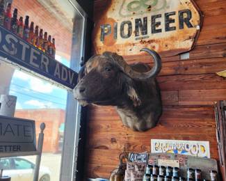 Mounted Water buffalo