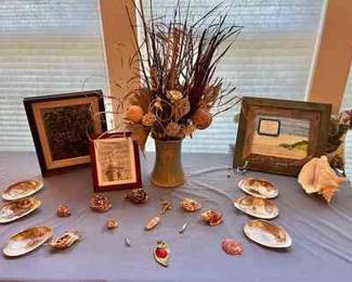 Shells with Pictures