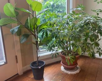 Plants