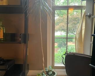 Dracaena Plant