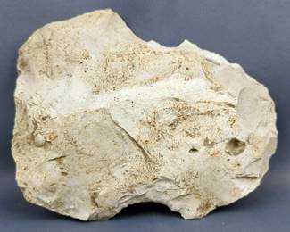 Hand Carved Unfinished Native American Axe Head Made From Fossil Plate With Shell Fossil, 7" x 5.5"