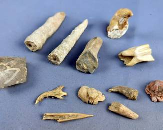 Aquatic Animal, Coral, And Other Stone And Bone Pieces, Contents Of Flat