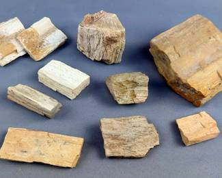 Petrified Wood Collection Various Sizes, Contents Of Box
