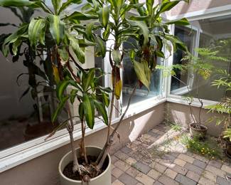 Plants, pots, patio furniture and yard art.