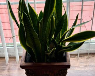 Lots of house plants available. 