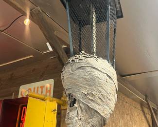 Huge bald face hornets nest on bug zapper