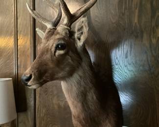 Wall deer mount