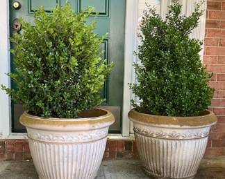 Pair Of Boxwoods