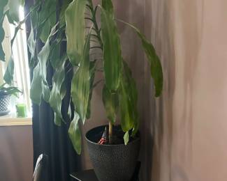 Potted House Plant