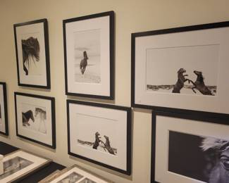 Signed Photographs of Feral Horses on Sable Island By Drew Doggett. 