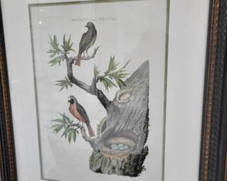  A nicely framed  Cornelius Nozeman Songbird Engraving.