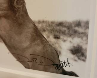 Signed Photographs of Feral Horses on Sable Island By Drew Doggett. 