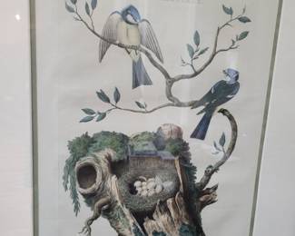  A nicely framed  Cornelius Nozeman Songbird Engraving.
