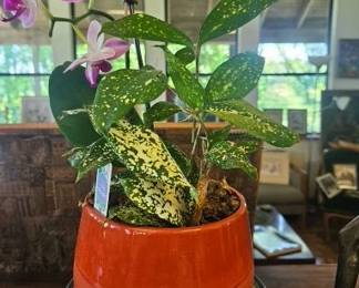 Potted orchid